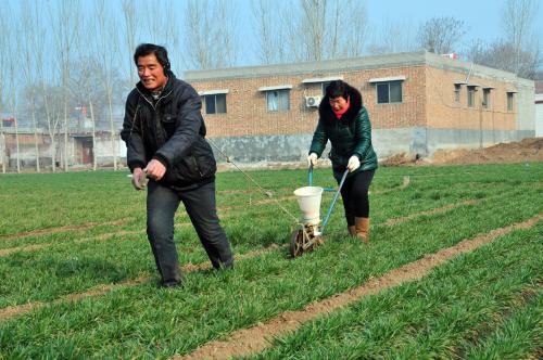 同样种小麦,你的产量只有700斤,看看亩产1300斤种植户咋做