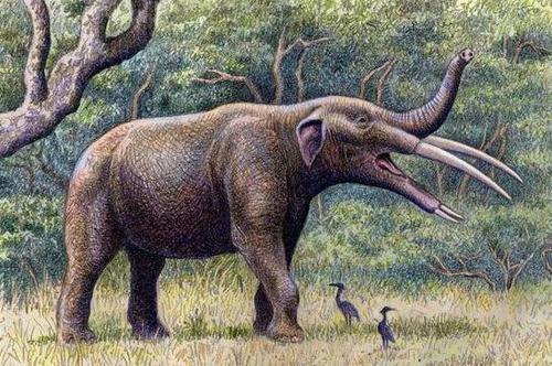 恐象:牙齿固定在下巴的巨型动物,牙齿用来压碎食物,如今已灭绝
