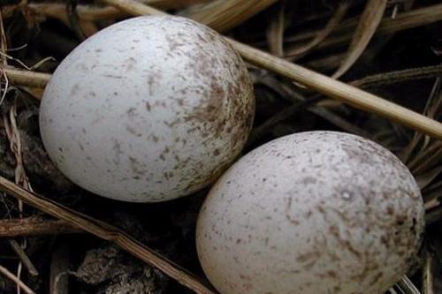 见过麻雀蛋的人就应该知道,为什么脸上的斑叫雀斑了哟!