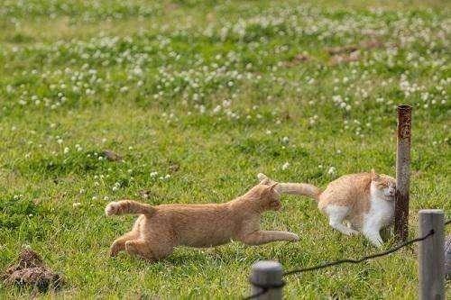 被同伴追着打,猫咪跑得太快竟一下子撞在了电线杆上