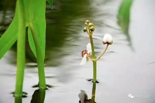 一年四季食在苏州(三)——茨菰|茨菰|苏州|八仙_新浪新闻