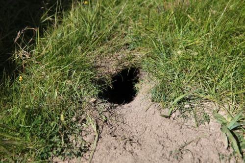 农村小伙田里挖田鼠,当手伸进洞里被里面的不速之客吓得当场大叫