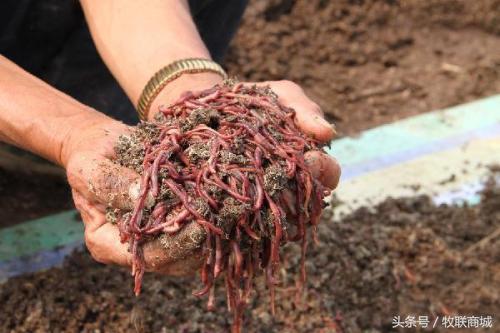 蚯蚓养猪妙用