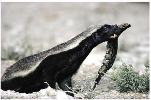 它是世界上最勇敢的动物没有之一,哥不是在干架就是在干架的路上