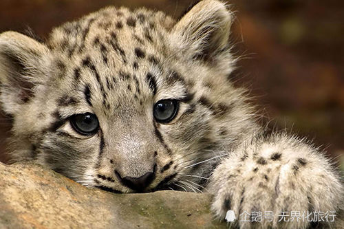 祁连山雪豹走红网络凶悍面孔不失王者风范偶尔卖萌却也憨态可爱