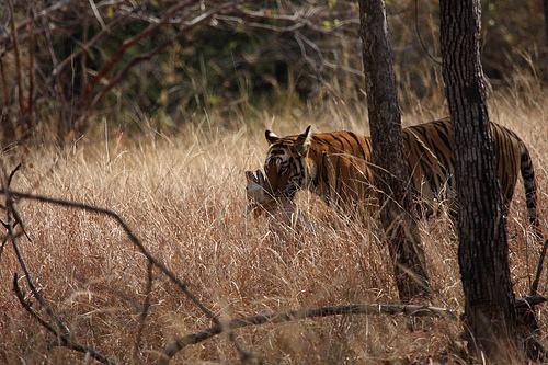 老人常说好虎压不过一群狼难道老虎天敌是它