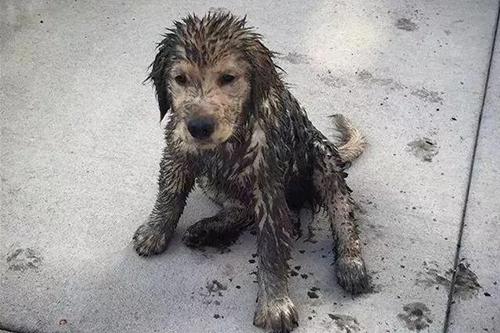 大暖汪出去玩的时候为什么会弄一身泥呢?它们是故意的!