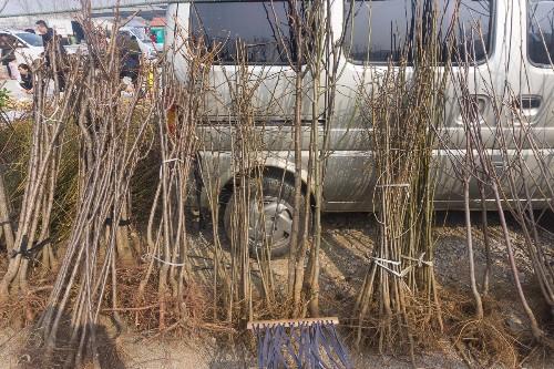 成捆的的树苗等待出售.这些树没标品种,只有懂行的人才能分清吧.