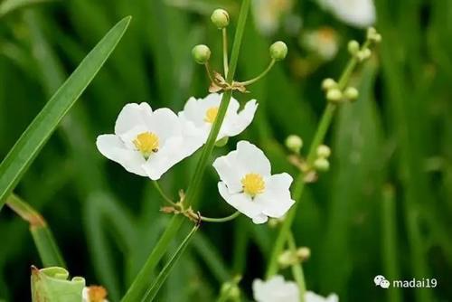 一年四季食在苏州(三)——茨菰|茨菰|苏州|八仙_新浪新闻