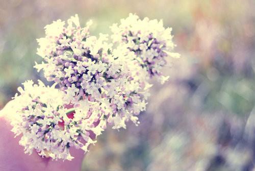 情感美文:暗恋成茧,我用整个曾经爱过你