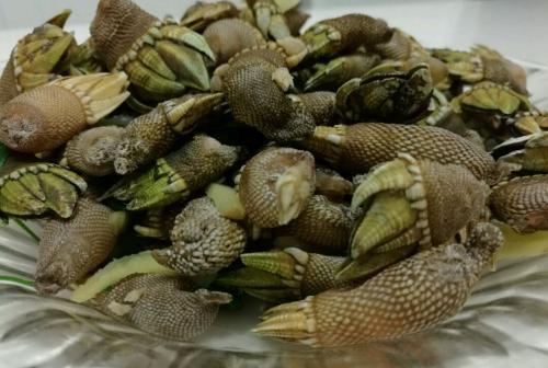 看起来很诡异的拇指大小的狗爪螺……在西班牙葡萄牙被认为是昂贵精美