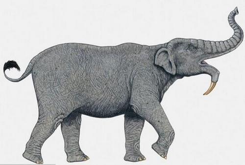 恐象:牙齿固定在下巴的巨型动物,牙齿用来压碎食物,如今已灭绝
