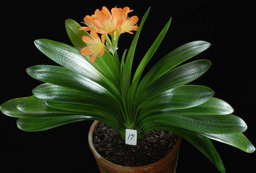 家中养上这些风水植物,全家身体健康发大财!