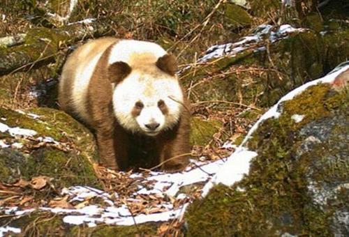 地球上现存的唯一一只棕色大熊猫,专家:这可能是返祖现象