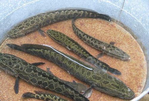 这鱼有"孝鱼"之称,以前人都不吃它,还会花钱买来放生