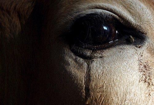 老牛流泪下跪求放过一命屠夫怒杀老牛后受到的报应他都不敢信