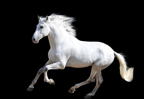 千里马进皇宫当御马只为救出皇宫里的江妃