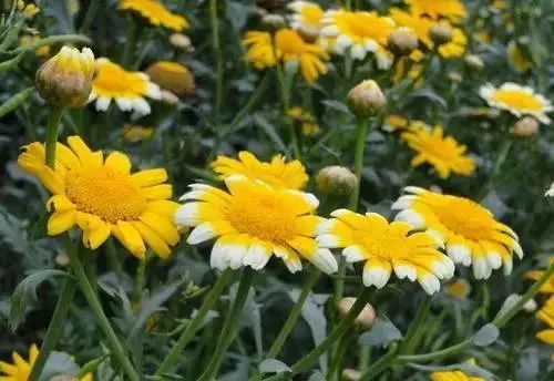 它貌不惊人,却被称为"皇帝菜",还降压