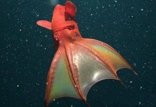 吸血鬼乌贼:在地球上生存了上亿年的奇异生物,乌贼和章鱼的祖先