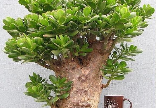 盆栽玉树需用心养了20年玉树的老花匠是这样做的