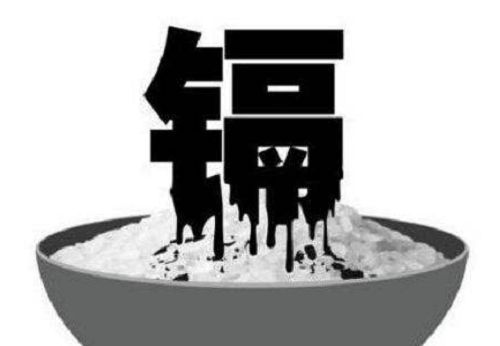 再吃两年"镉大米",我们的身体就要镉超标了