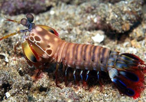 红缟螳螂虾图片