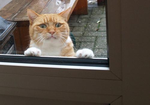 小猫咪闯祸被扔在窗外,在外面声嘶力竭的求饶,最后的表情没谁了