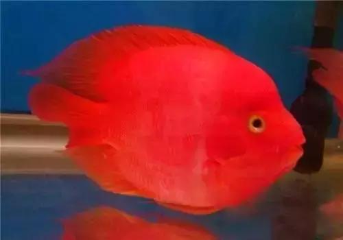 防止鹦鹉鱼打架的办法,需要做好这五点