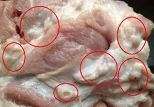 猪的肾上腺实物图片图片