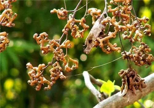 它的果实,其实就是果柄含多量葡萄糖和苹果酸钾,经霜后甜,可生食或