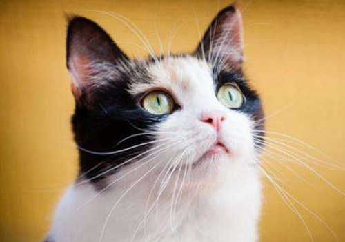 猫眼睛发炎会有什么症状,猫眼睛炎症通常啥样