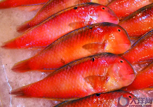 红色烟管鱼图片