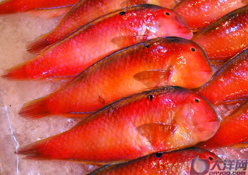 教你如何认识各种鱼和螃蟹