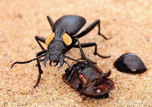 不服来战,撅起屁股就来一炮——双斑气步甲