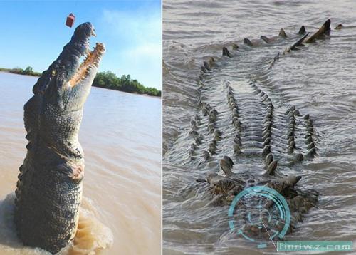 史诗对决: 鳄鱼大战鲨鱼