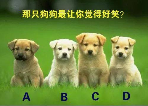 心理测试看到哪只小狗你最想笑测你是不是一个逗比准