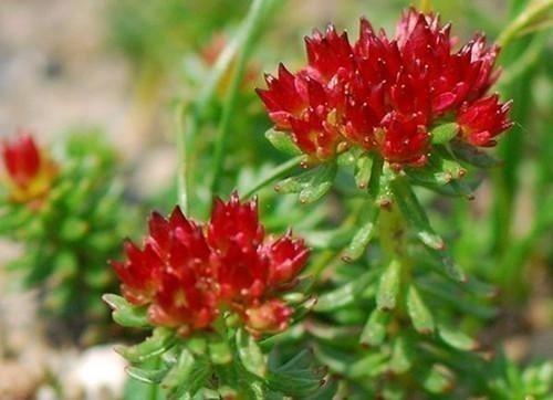 颈椎压迫神经,手指麻木头晕,老郎中一方子,颈椎