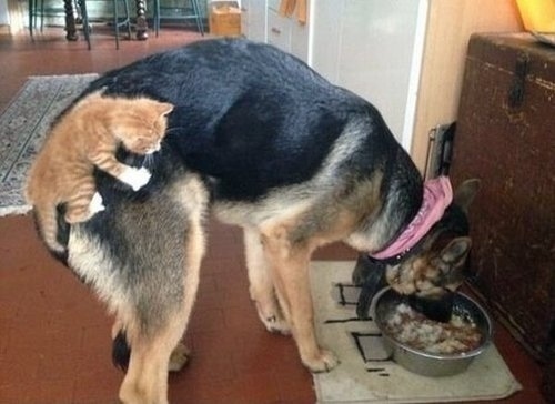 搞笑图片这样的作文67我给满分你们呢