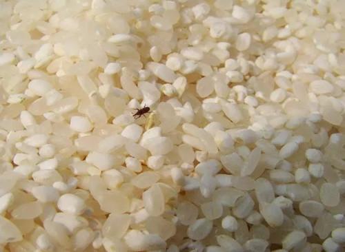 农村人家吃的大米都是自家里种植的大米,一年种植一次种上几亩田粮食