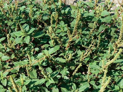 农村里的"苋菜"生长速度快, 药材价值高, 可惜许多人不知道