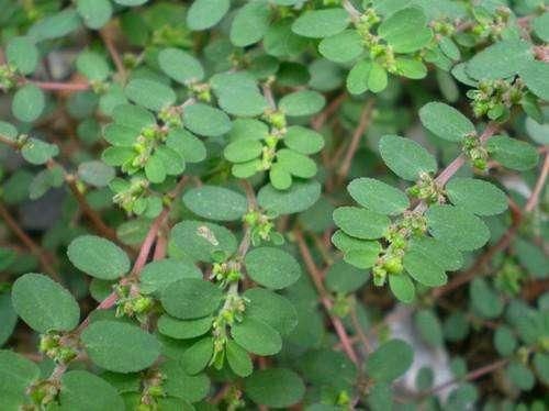 地锦草又叫血见愁,血风草,铺地锦,小红筋草,莲子草等,农村很普遍,基本