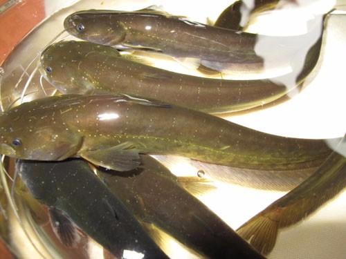 原料:仔鲶500克泡菜丝80克泡萝卜丝60克泡蒜30克泡辣椒末30克小米椒节