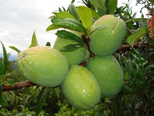 木瓜蘸辣酱才好吃,一棵树摘个几百个,切开直接撒点调味料开吃