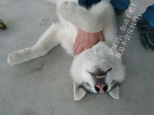 哈士奇不服管教,惨遭主人锁喉,接下来表情亮了