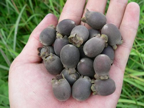 童年野水果你还记得吗