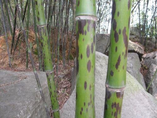 践帝位三十九年".也就是说,舜帝死的时候,有一百岁了.