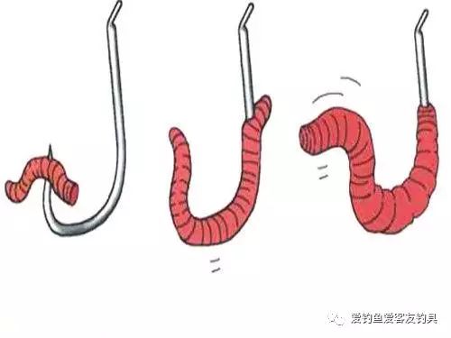 蚯蚓并不生活在水下,为何被用来当鱼饵?鱼真的喜欢吃它吗?