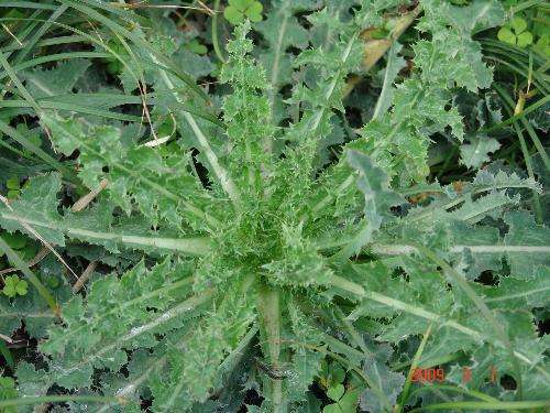 这种长满刺的野草以前农民非常痛恨如今是很难买到的养生菜