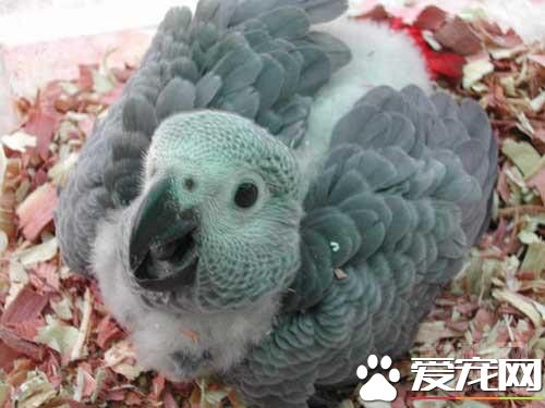 非洲灰鹦鹉怎么养成长过程必须补充维生素