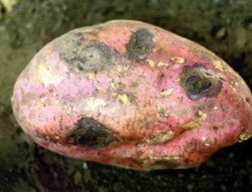 红薯长了黑斑还能吃么?吃了会中毒吗?